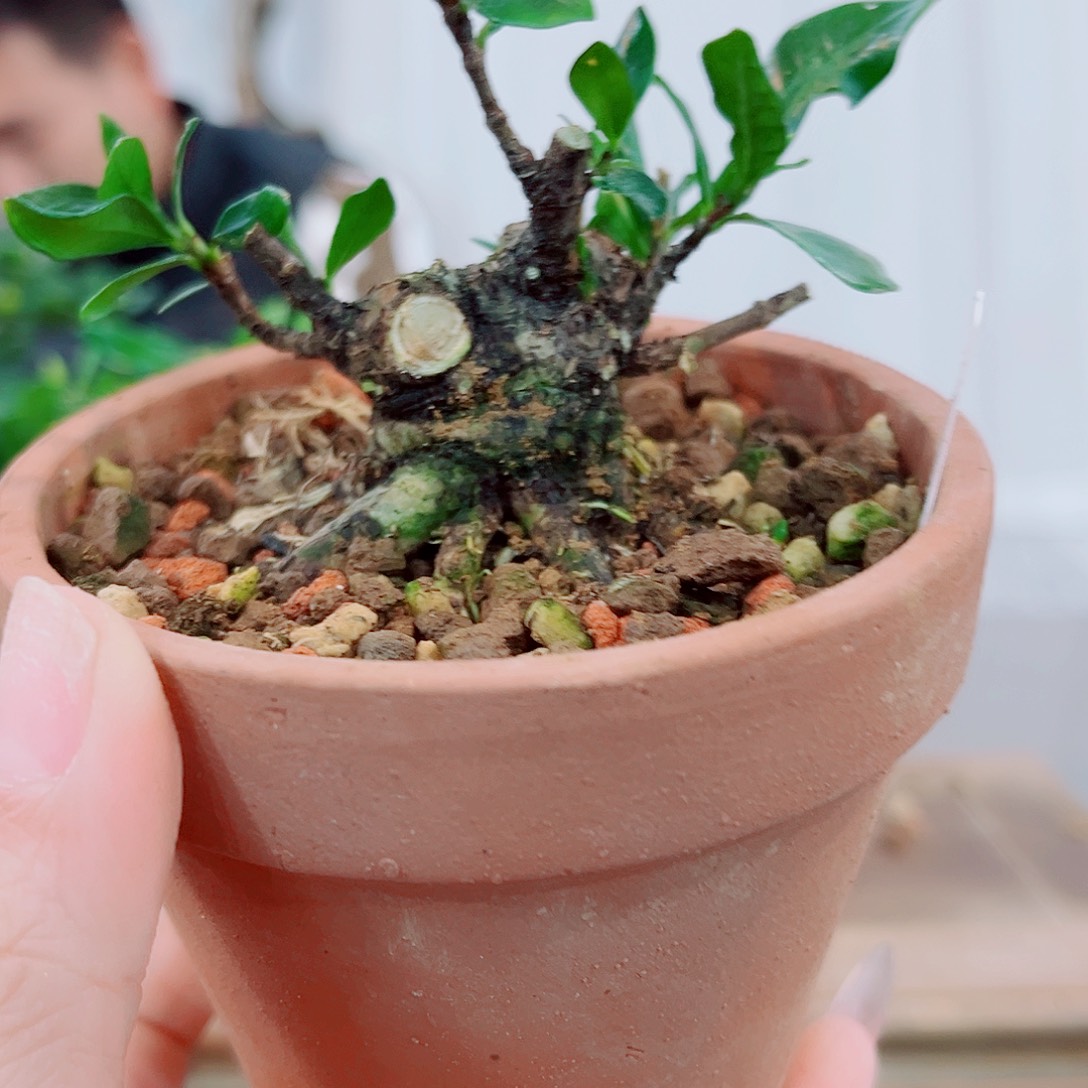 廿***玖一寸法师栀子花花