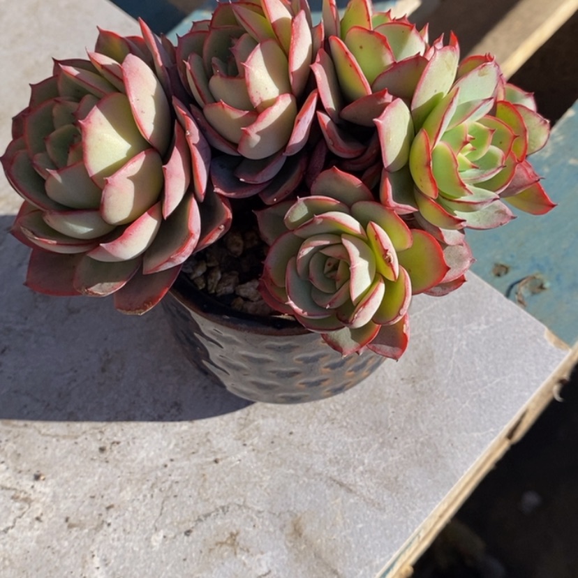 【闪购商品】伴**醒多肉植物的