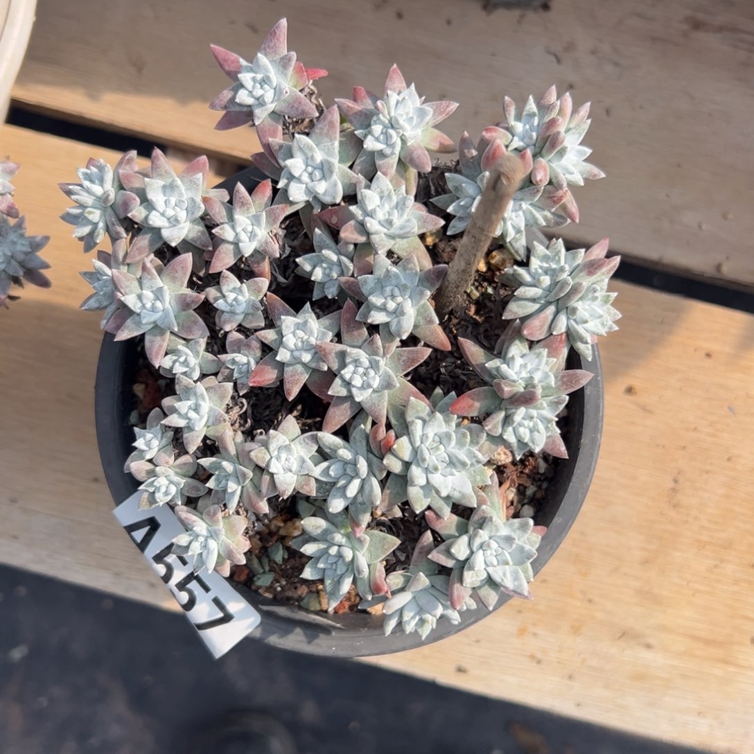 星星脸白菊……一物一拍557