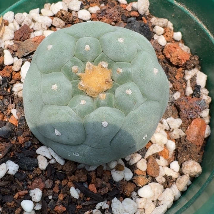 大油海鲜实生仙人球 