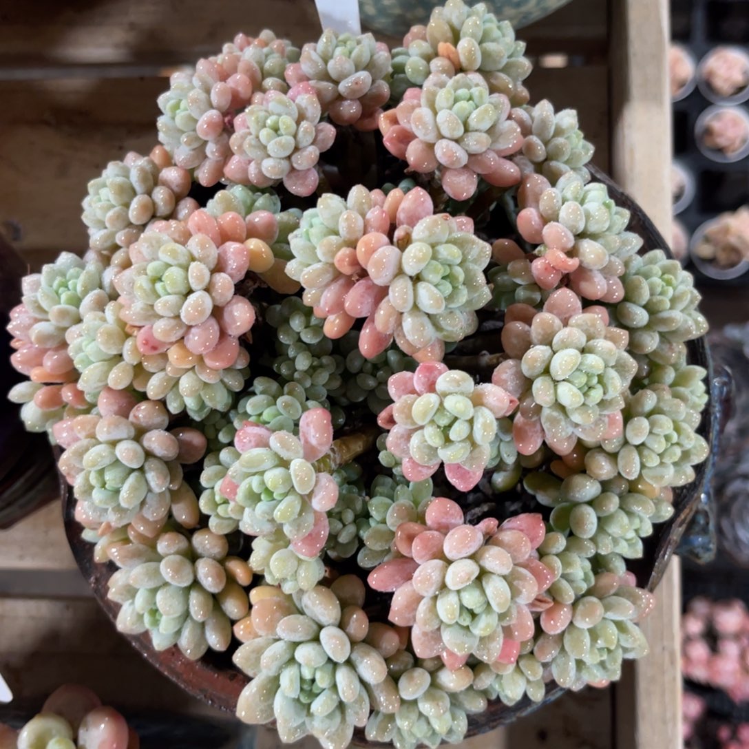 云尘多肉一物一拍不含盆不包整1278