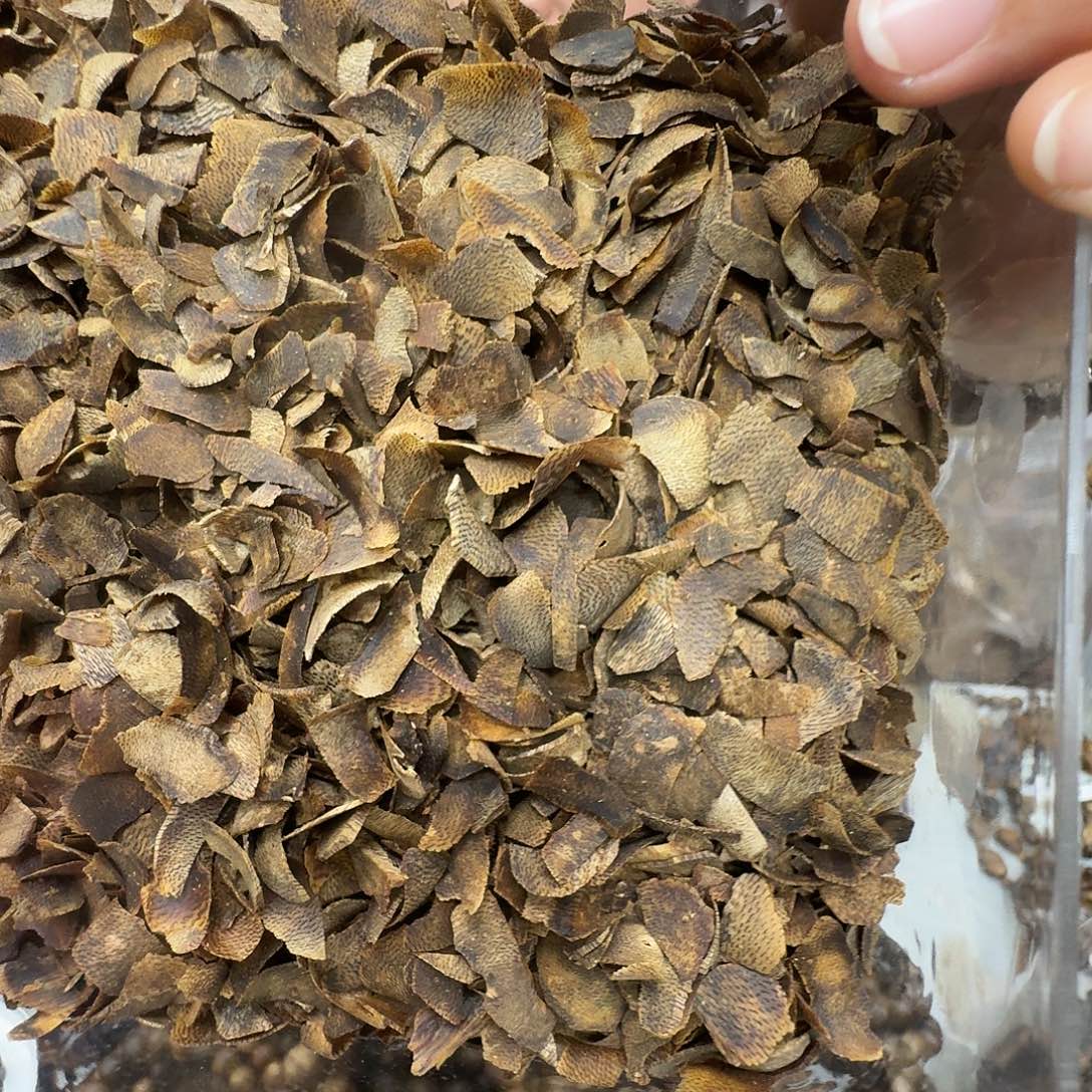 沉香沉香枕乌身虫漏原材料多样性 20 克发一份