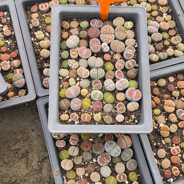*****生石花等植物的生长610