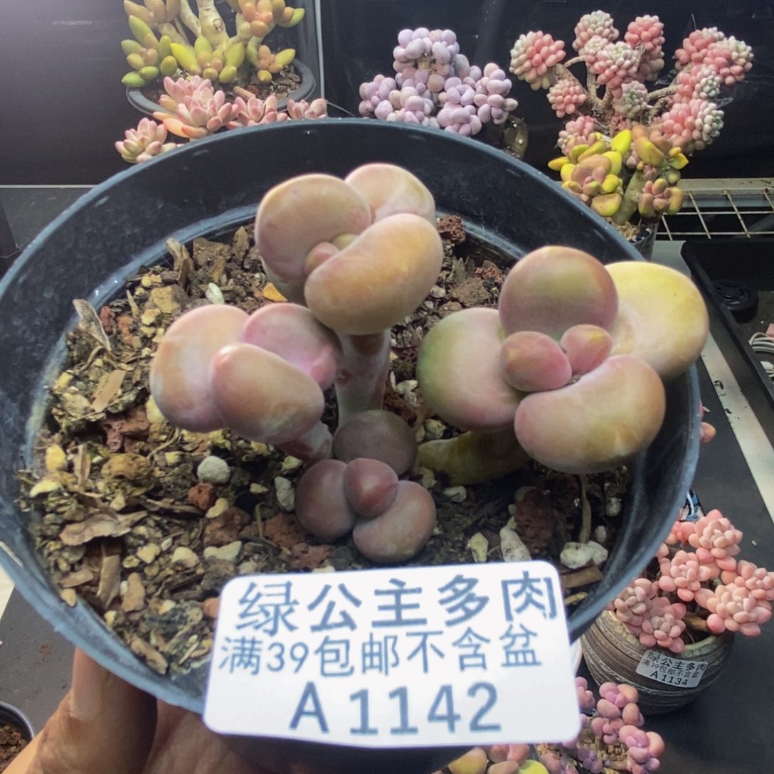 142芒果奶kk奶多肉6c m