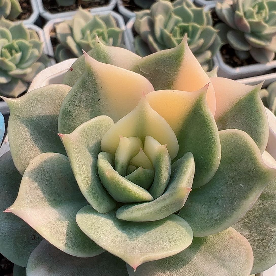 贝加尔湖锦，多肉植物