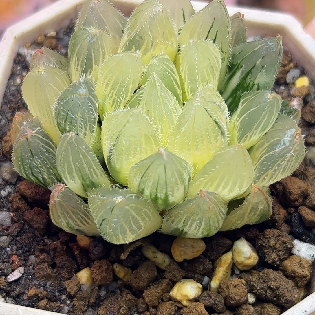 糊斑毛玉露五公分十二卷