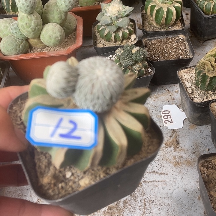 草球嫁接精巧丸12号你