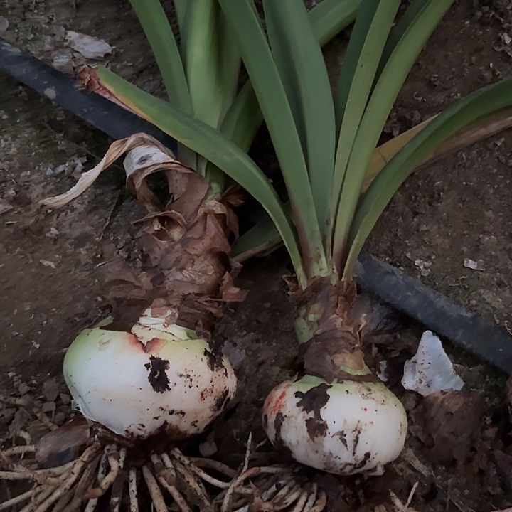 浩***爸无花朵本菲卡两颗包对版9652