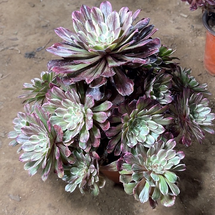多肉植物水墨画拉丝15