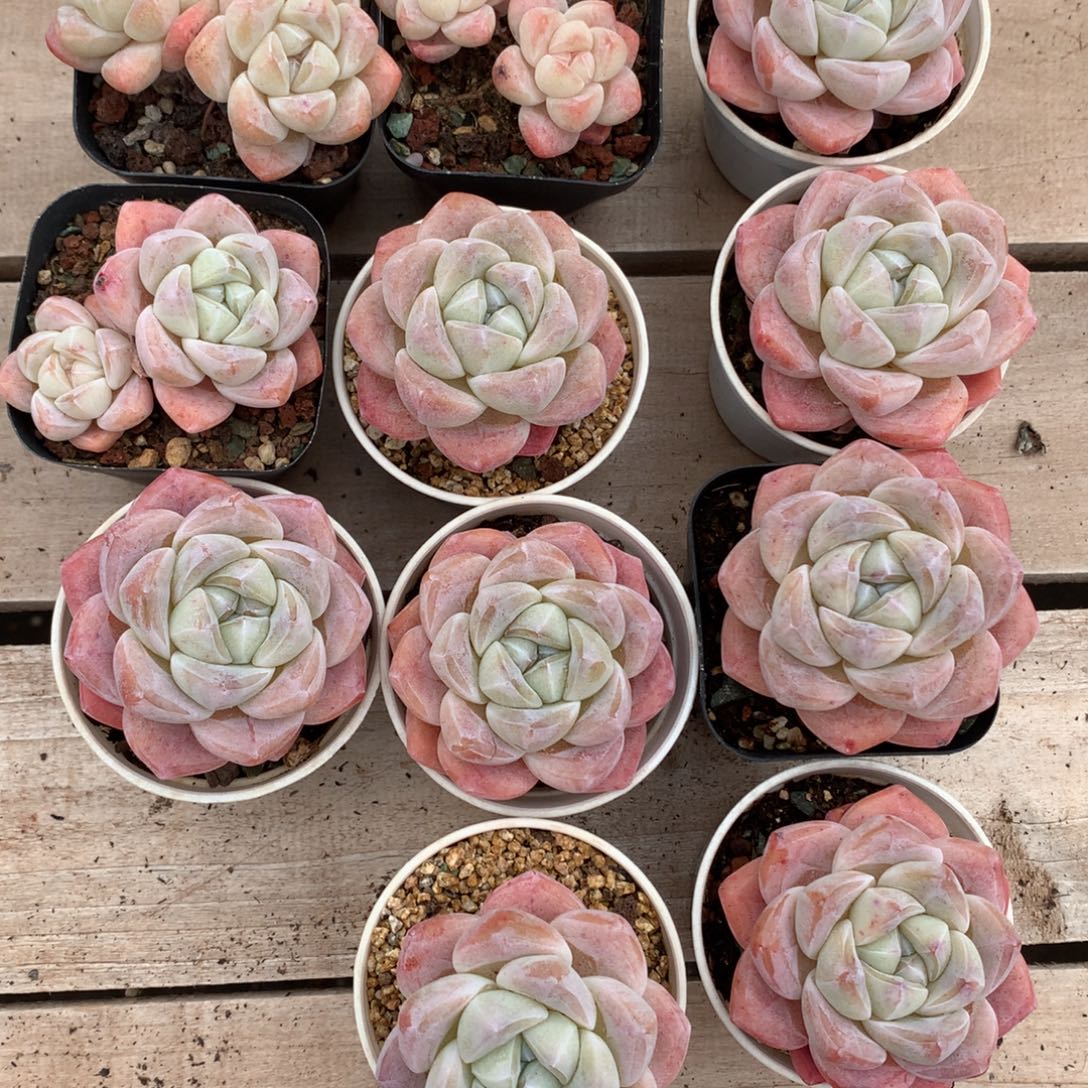 阳光姐姐专拍，一物一拍