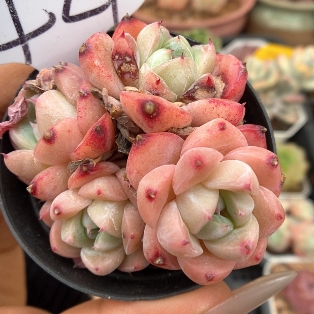 佳人群生可拍421号。  