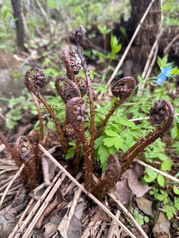 东北野生猴腿菜（水蕨菜）二斤包邮