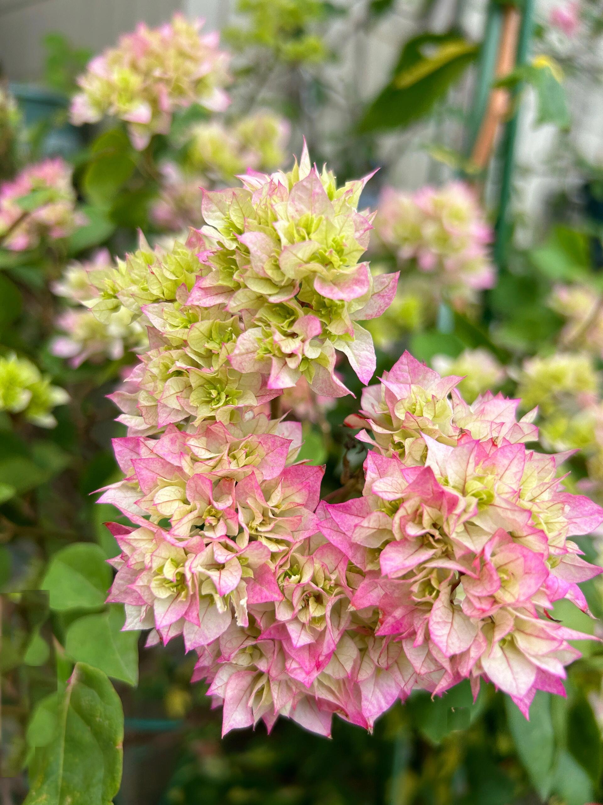 重瓣怡景三角梅运输易掉花掉叶介意勿拍