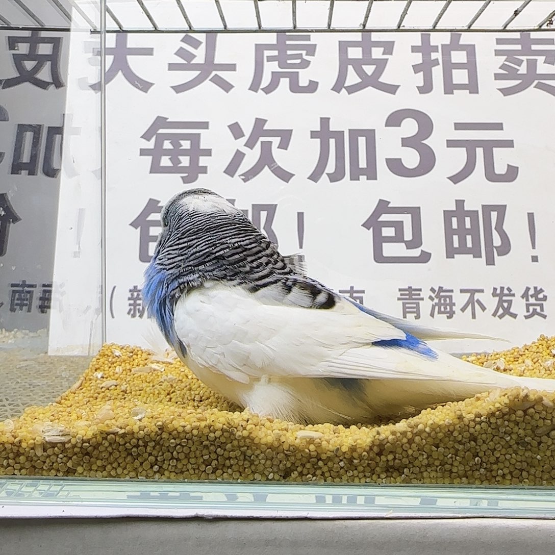 虎皮鹦鹉大头鹦鹉