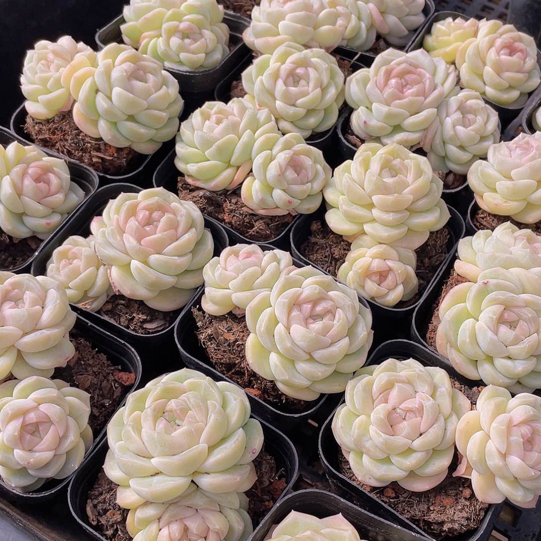 量拍88号 冰透雪团子双头不包整一个