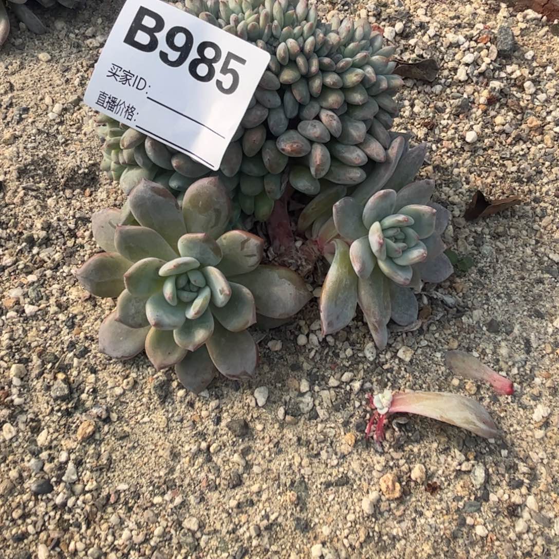 花***卷b985多肉多肉多肉多肉