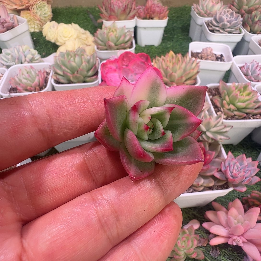 佳***乐多肉植物多肉植物