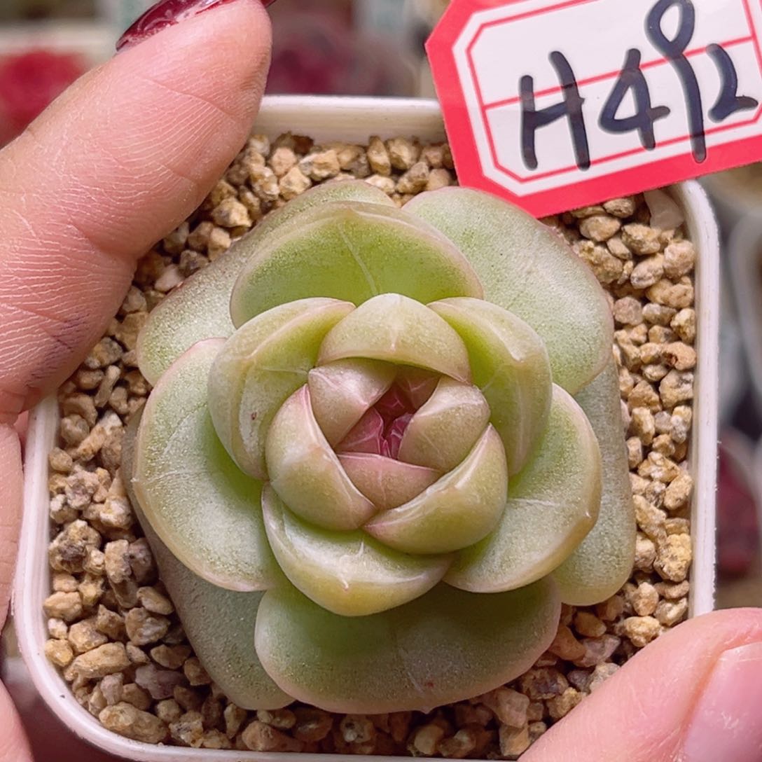 H492一物一拍 栀子