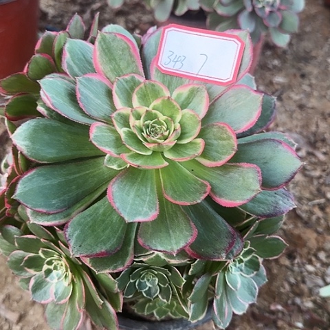 多肉植物粉花妖343号