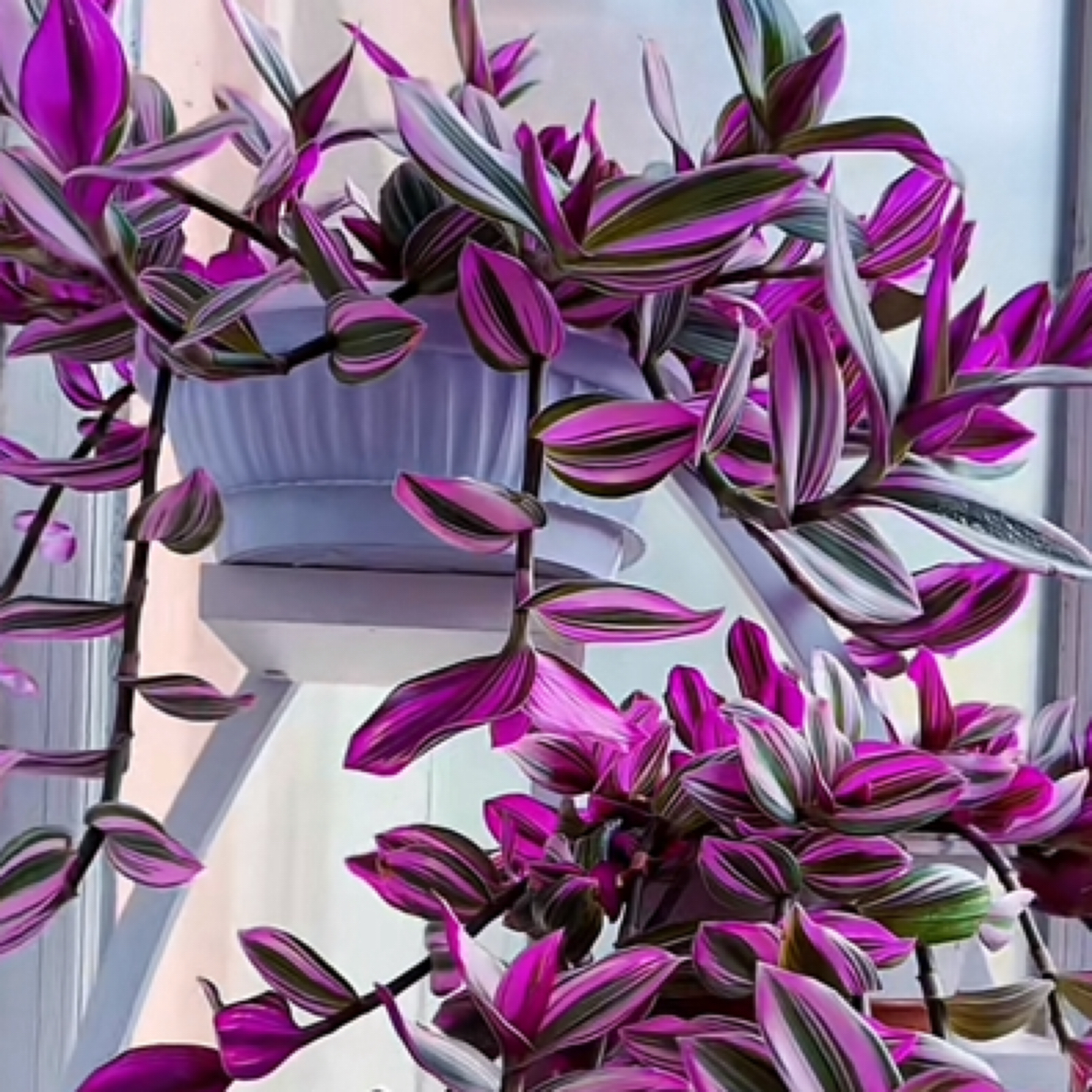 网红款油画婚礼吊兰室内绿植盆栽好养办公室盆栽多肉绿植盆栽室内