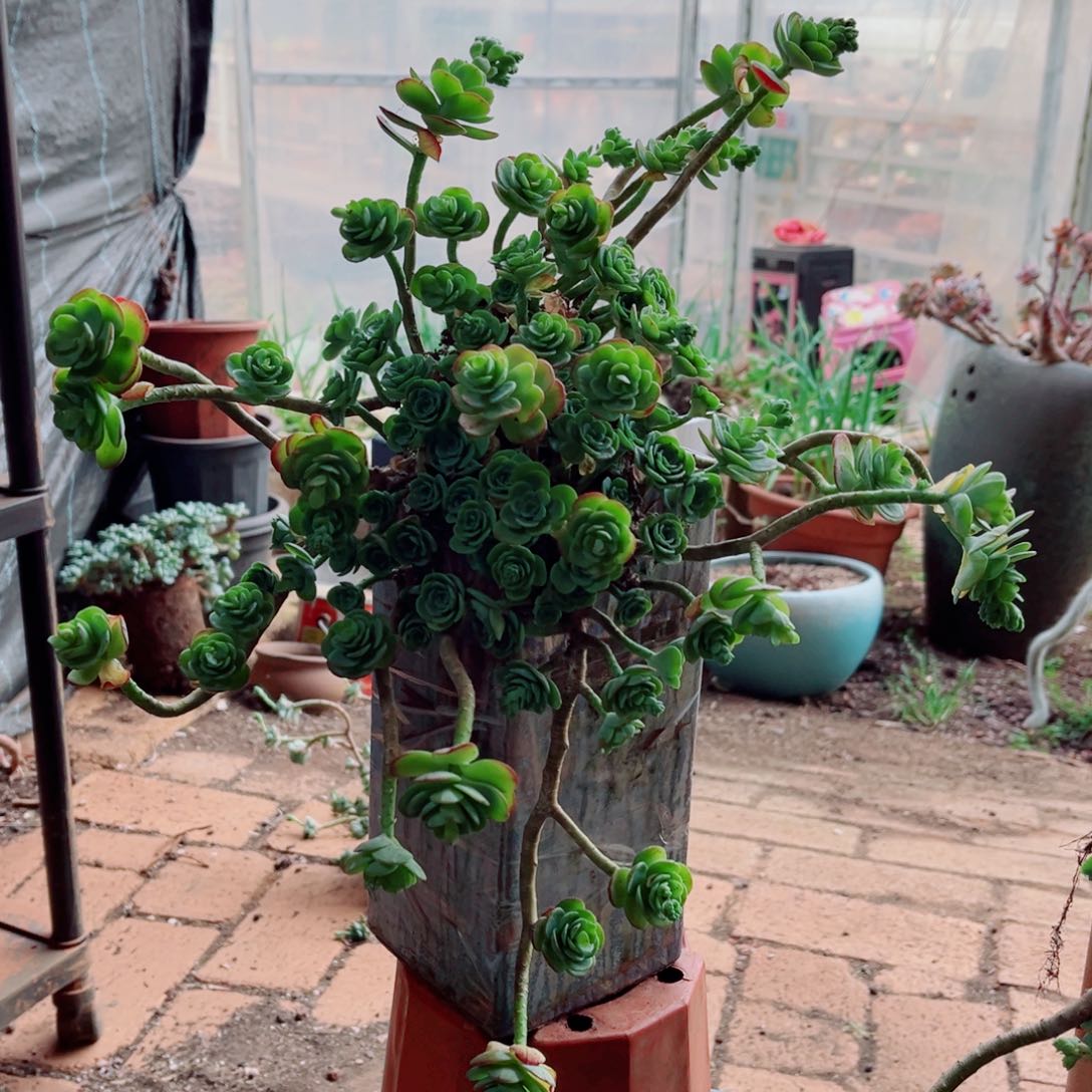 薄化妆一颗大群的