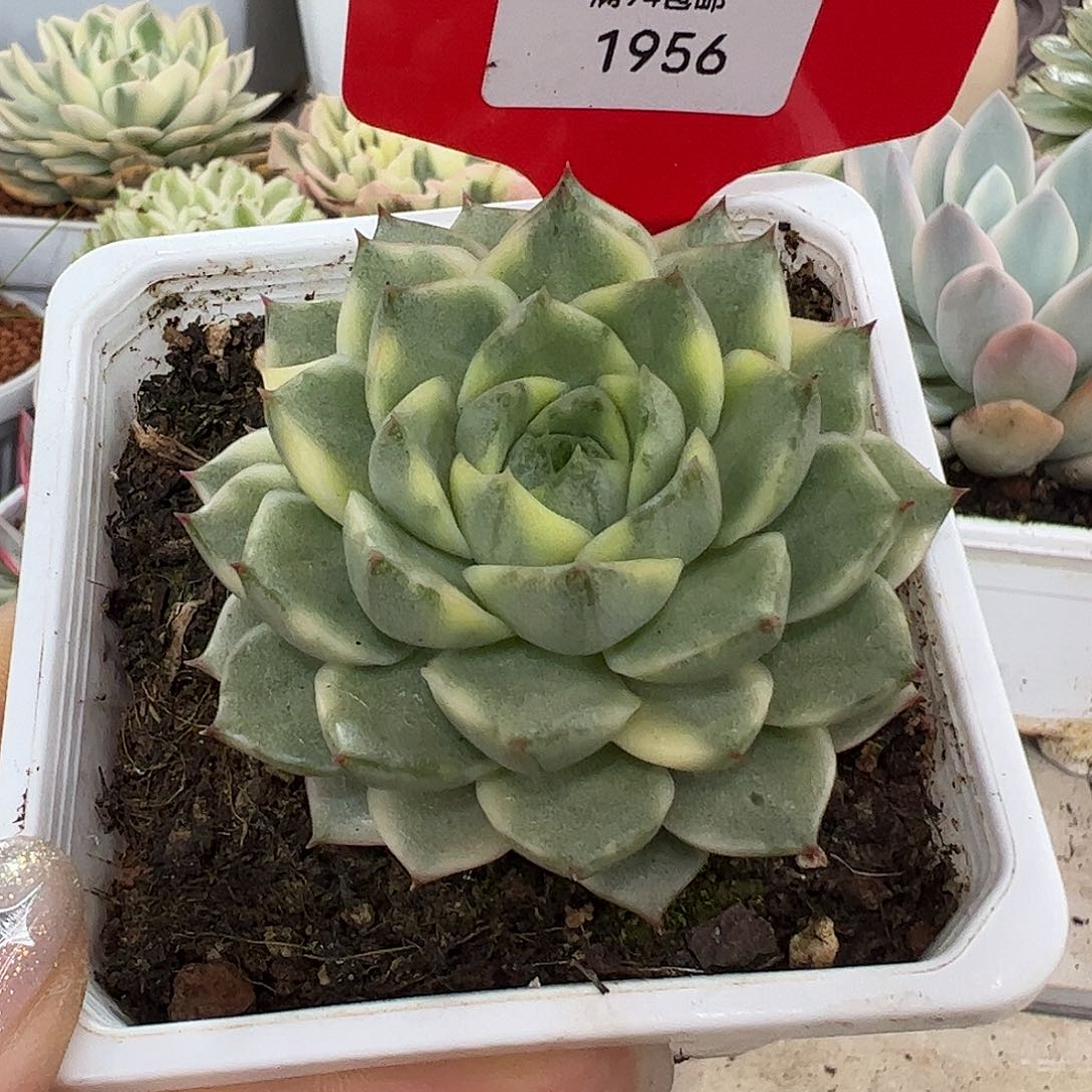 1956法比奥拉锦多肉植物