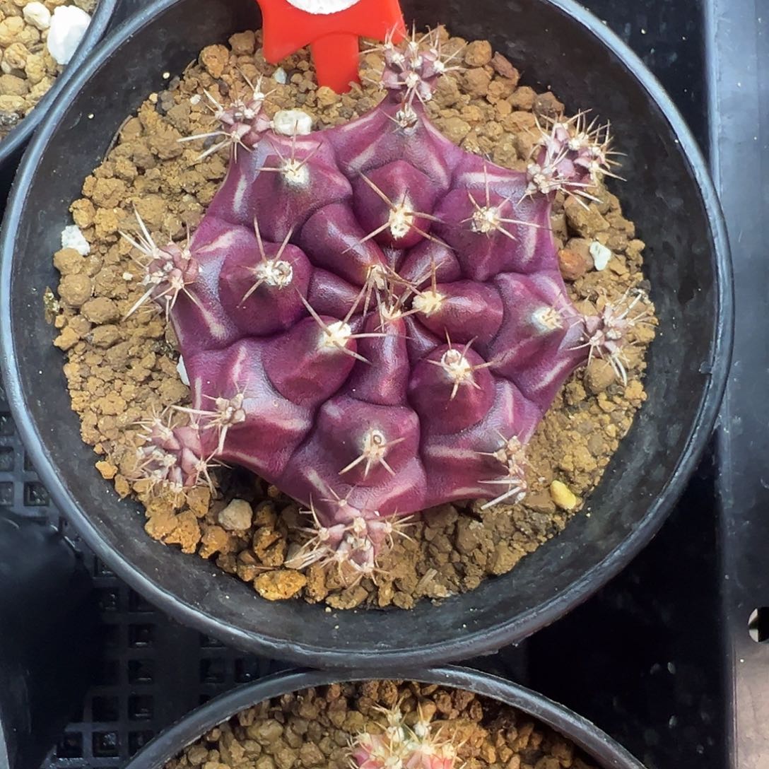 1-48米哈皮色球葡萄紫色4.8厘米