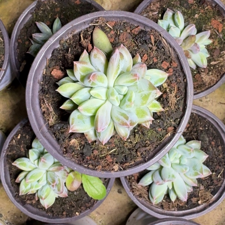 青禾美人 叶插 一物一拍