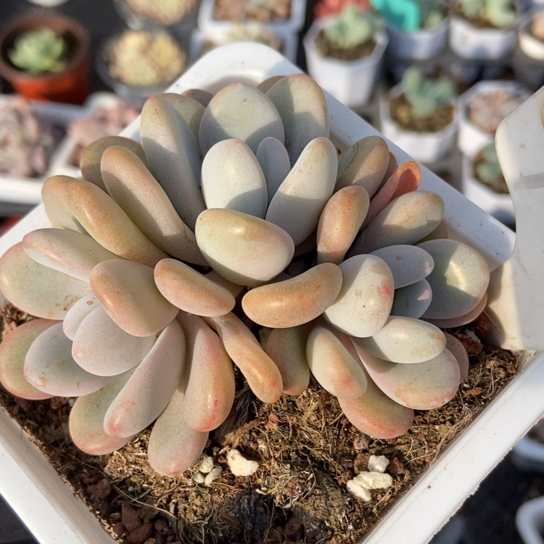 1001粉兔多肉植物