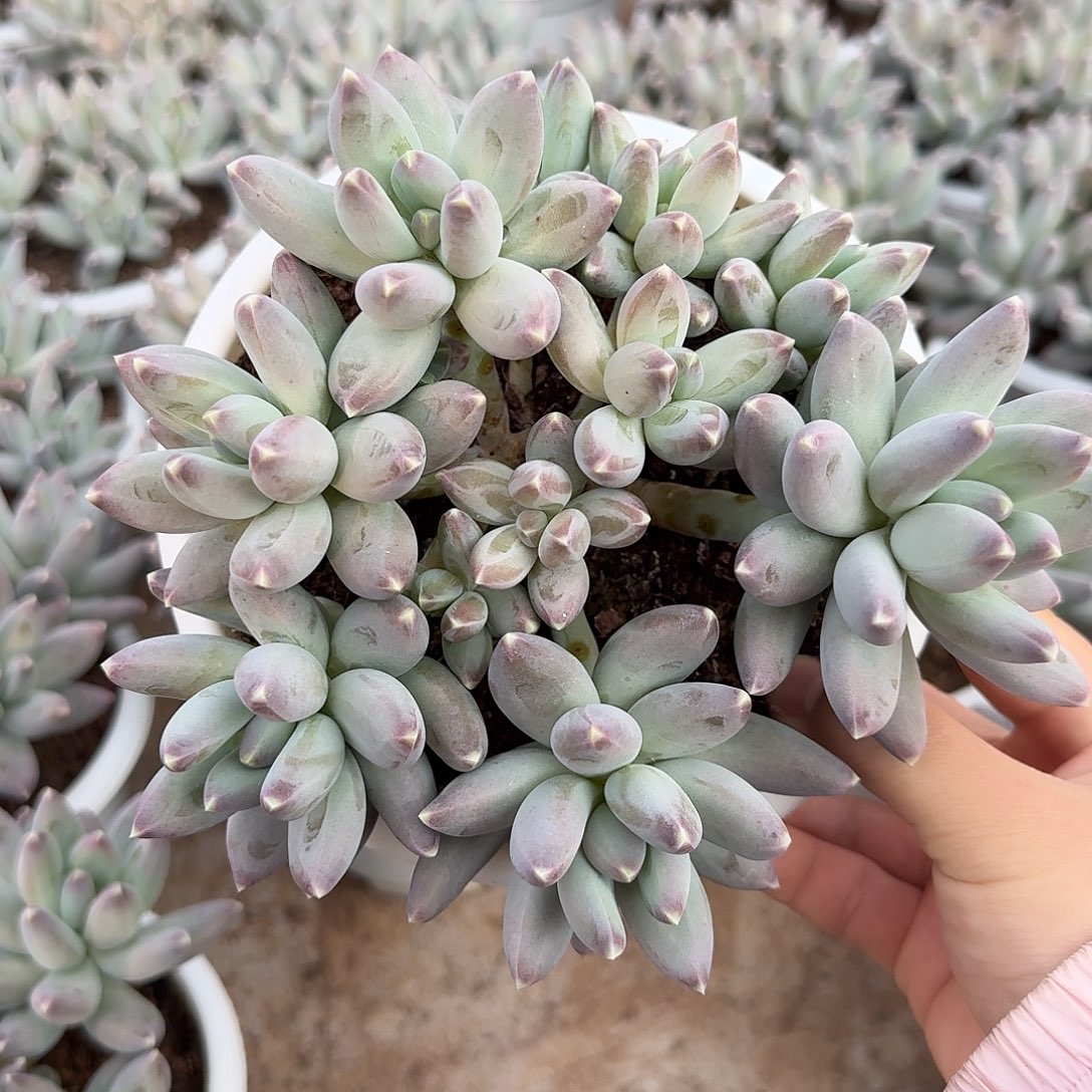 松果美人整无砍群生多肉