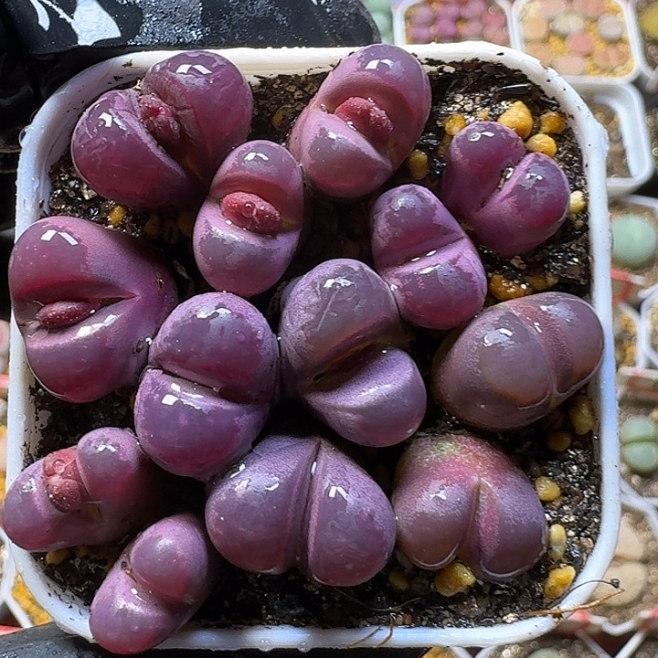 生石花1111112。  168