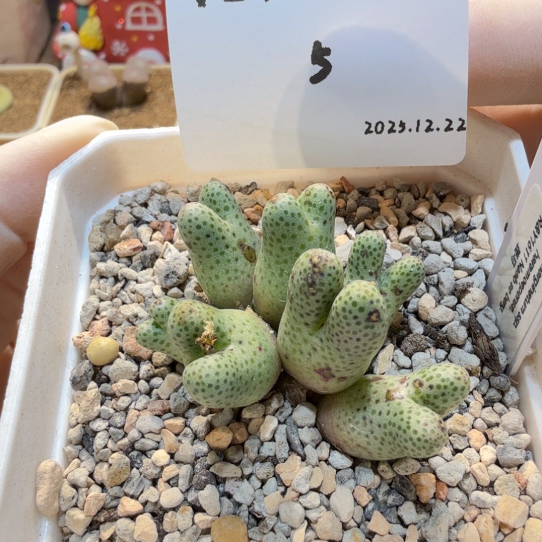 多肉多肉多肉12.22-005