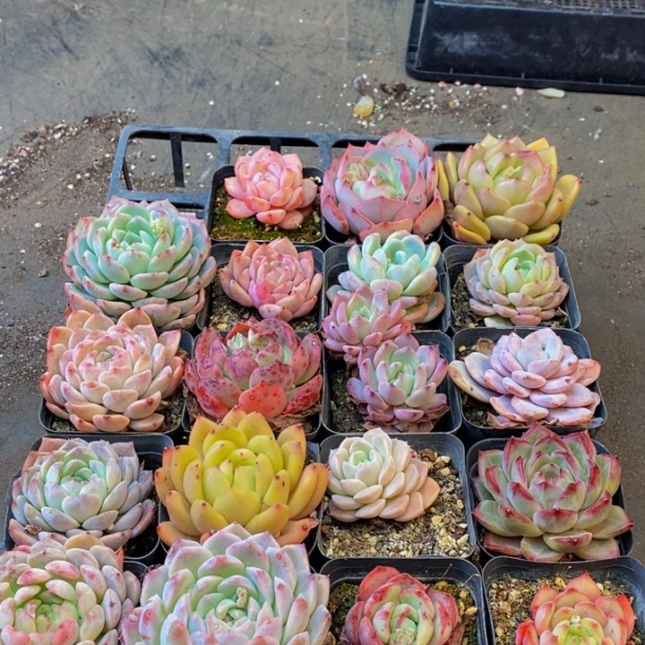 130多肉植物保护研究所所长