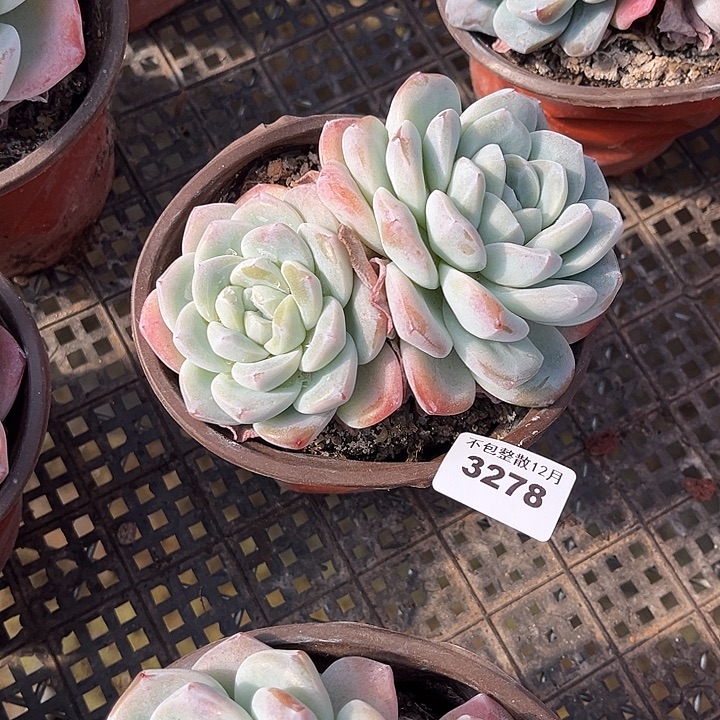 阿雅园艺。     3278冰玉