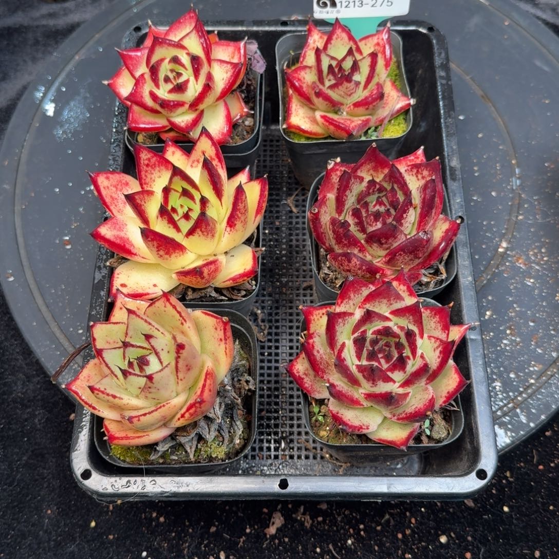 从前慢多肉精选编号1213.275