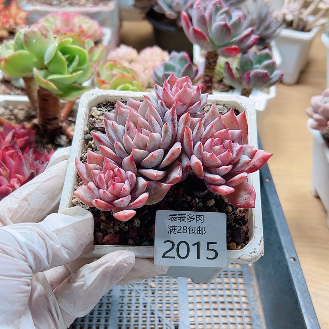 多肉一物＿拍2015