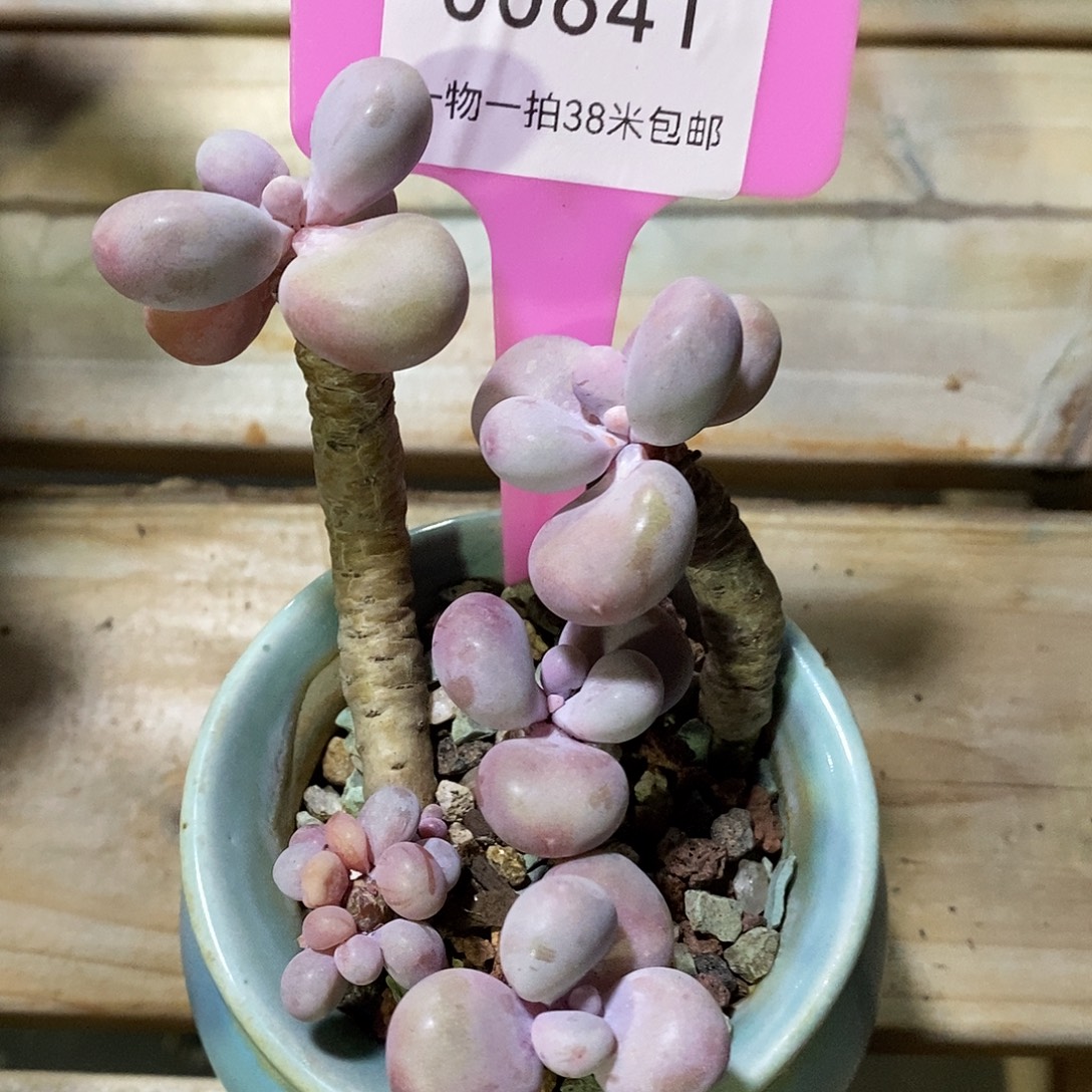 00641，奥图咯小雨我