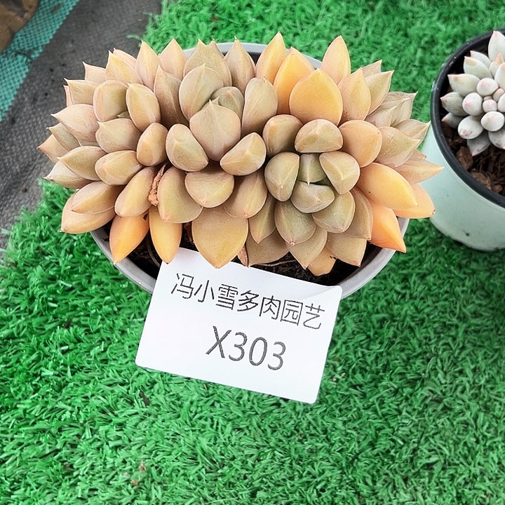 我是第一百个为妖刀应援的阴阳桃花