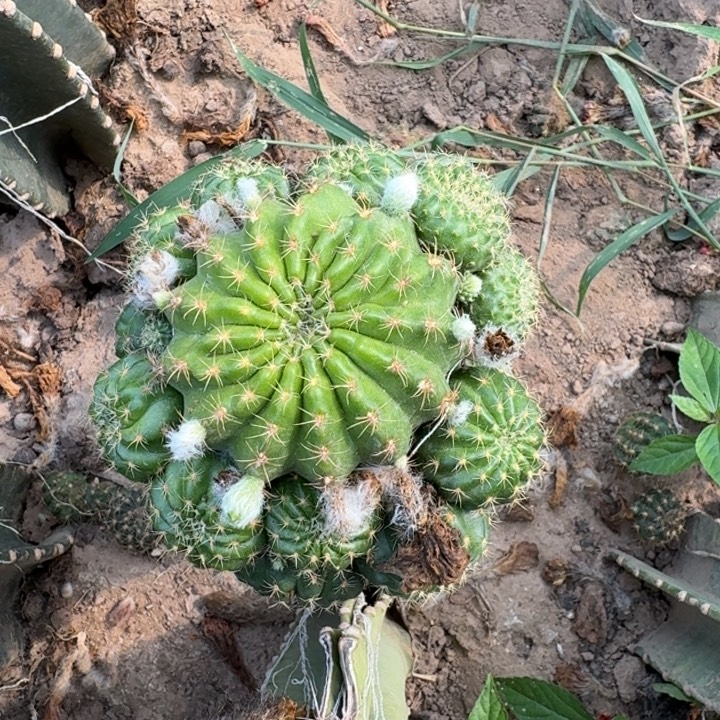 379量天尺嫁接丽花掰花斑