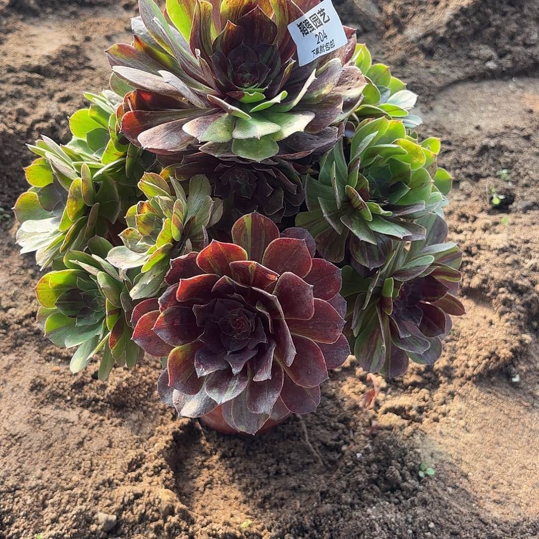 花月夜多肉植物204