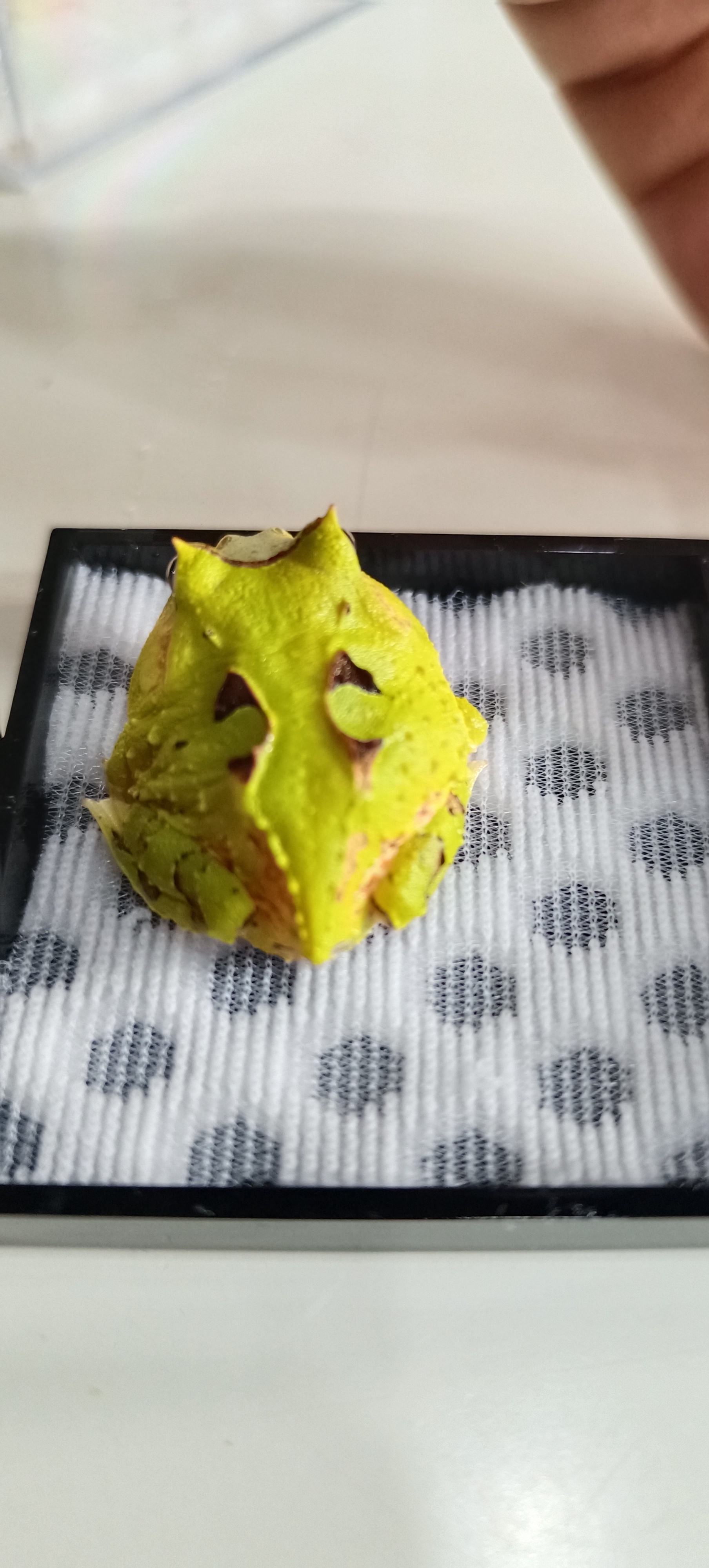 霸王角蛙 纹路对称 高角精品