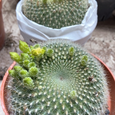 两盆绿雪光仙人球15米仙人球