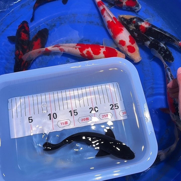 靓***仔海水如果哈哈哈哈饭后不说话我