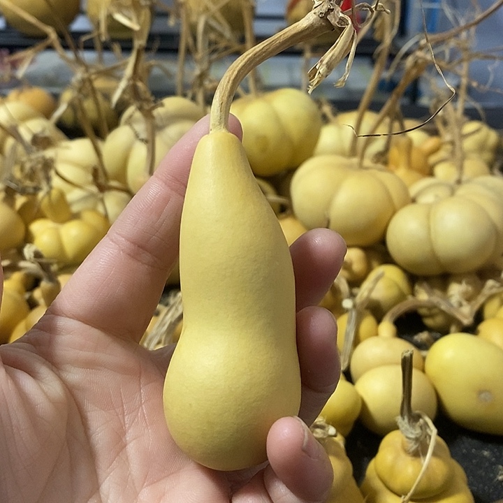 葫芦的颜色很好看