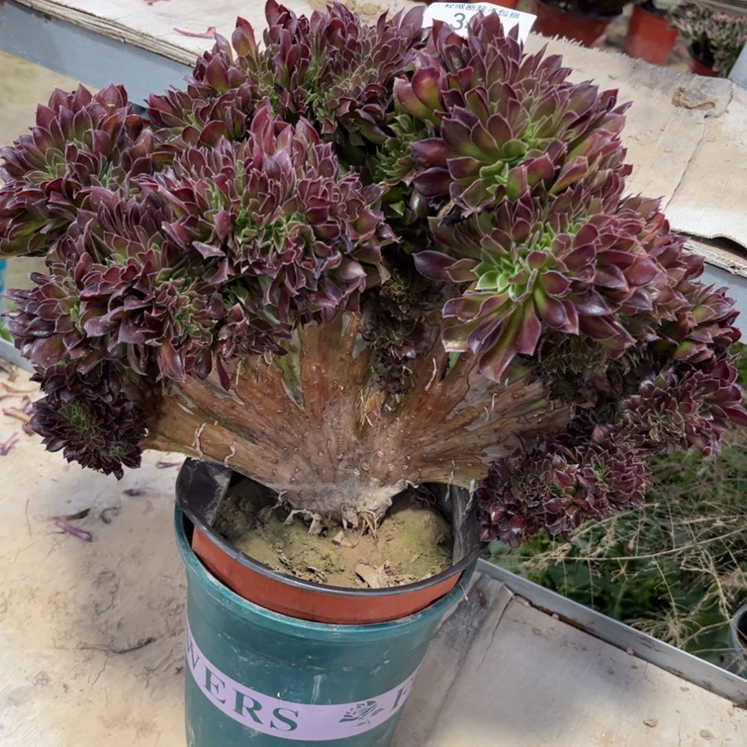 348青云志缀化多肉植物法师