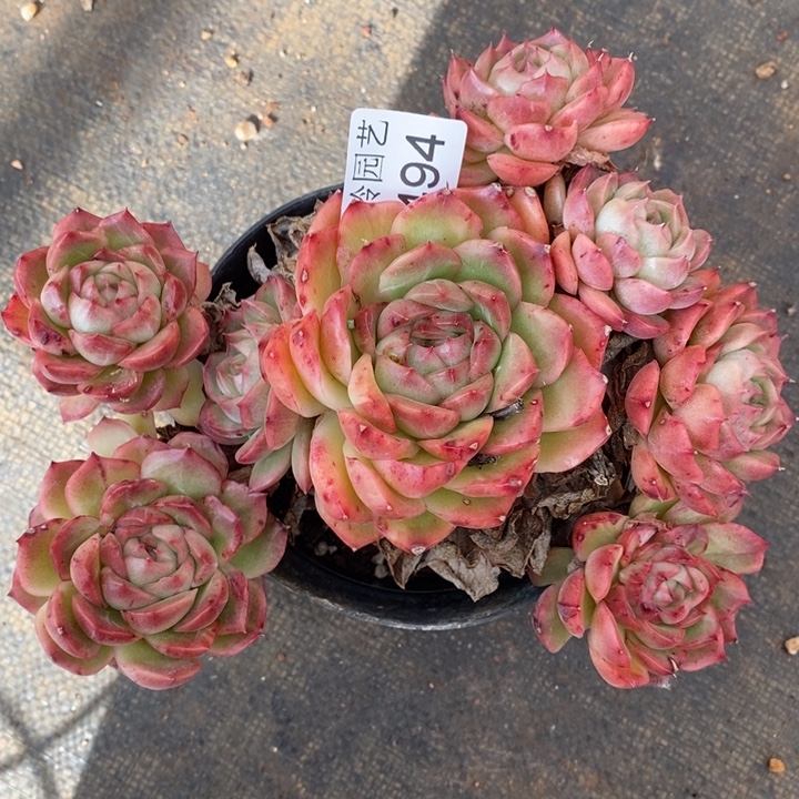 2494杂交老桩基地～16厘米