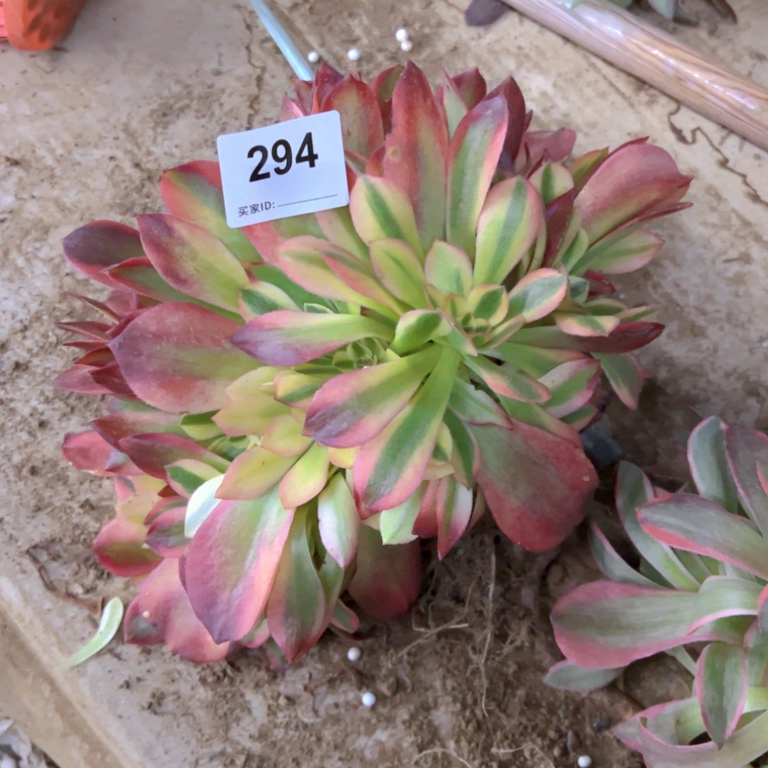 294不知火舞多肉植物法师