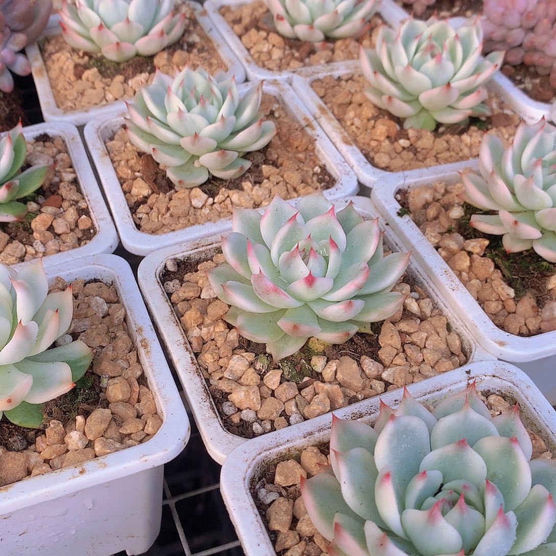 吉娃娃锦3456778999