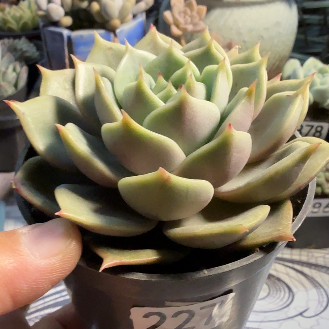 227十公分贝加尔湖满20包邮