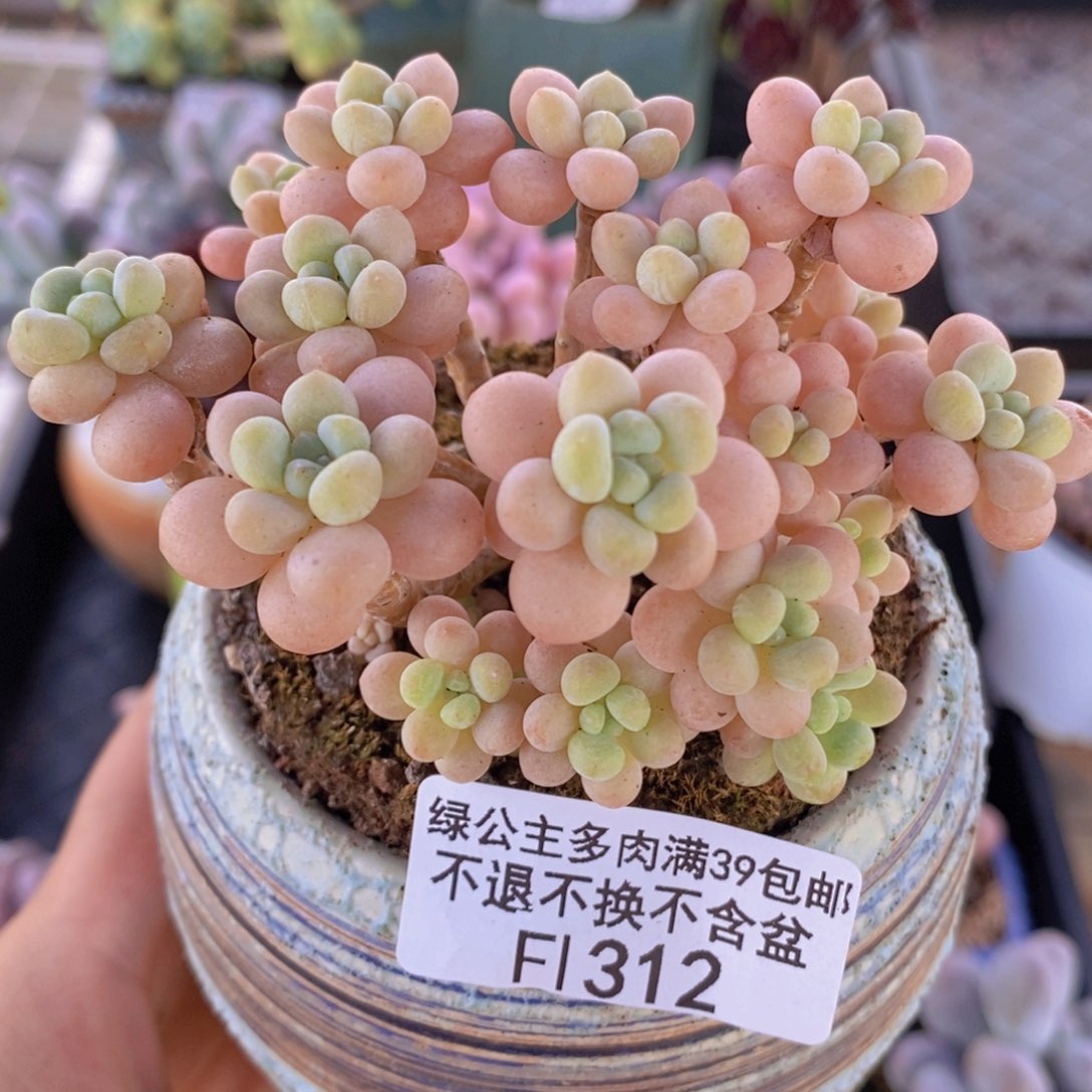 花朵鱼子酱老桩8cm312多肉植物